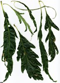SpeciesSub: 'Laciniata Crispa' SpeciesSub: 'Laciniata Crispa'